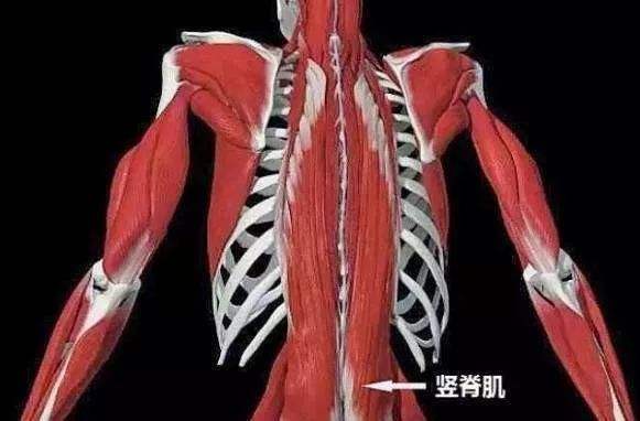 竖脊肌位置图