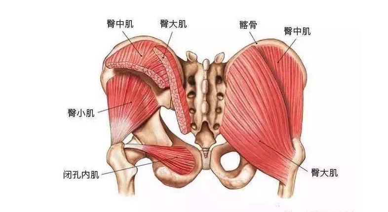 人体臀部：臀大肌和梨状肌的位置示意图