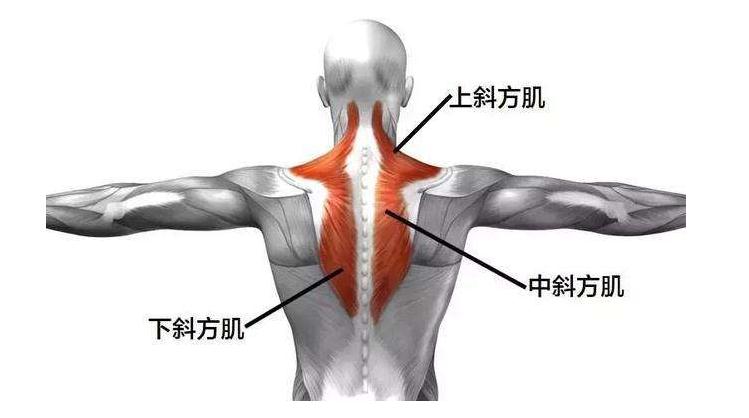 筋膜枪按摩范围：肩颈肌肉群斜方肌